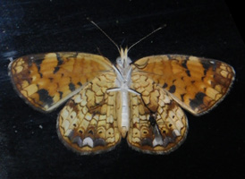 Pearl Crescent